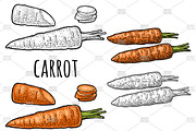 Carrots vintage engraving