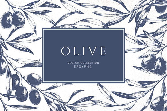 Hand drawn olive collection in Illustrations - product preview 5