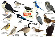 Forest wild life Birds