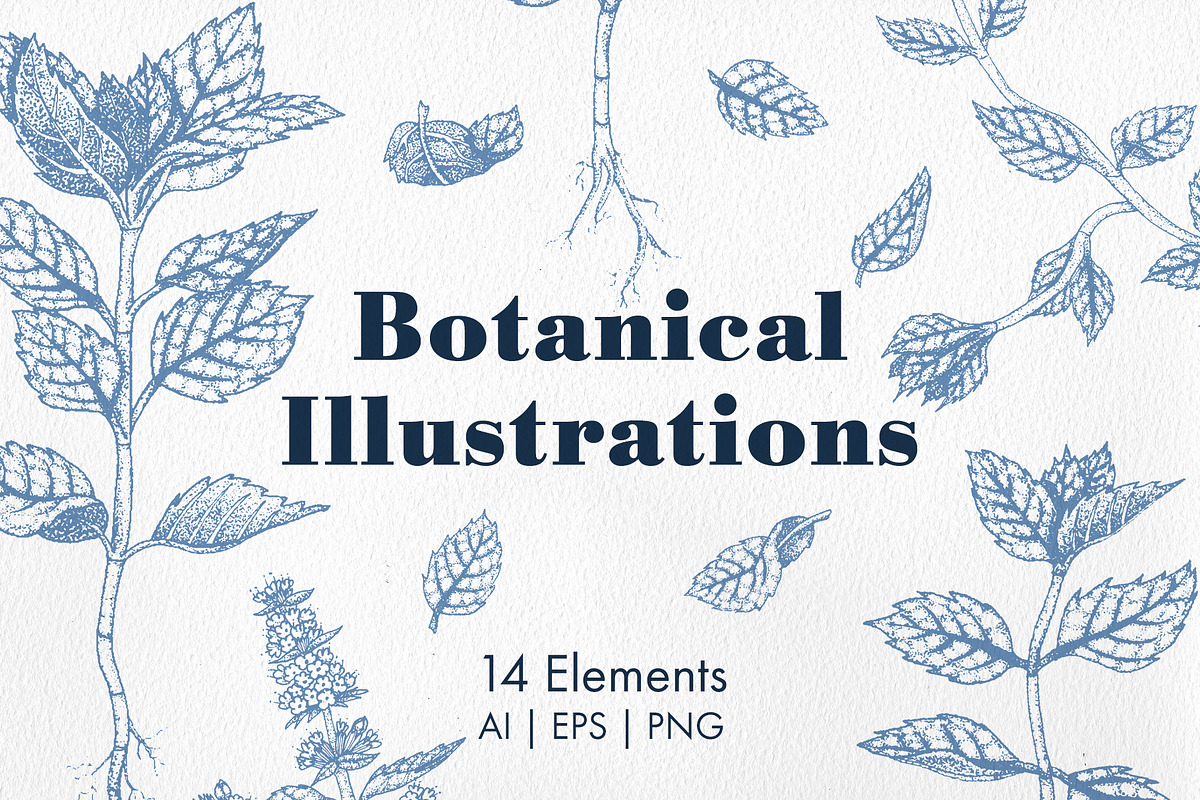Botanical Illustrations in Illustrations - product preview 8
