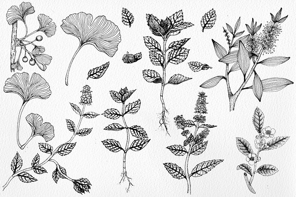 Botanical Illustrations in Illustrations - product preview 2