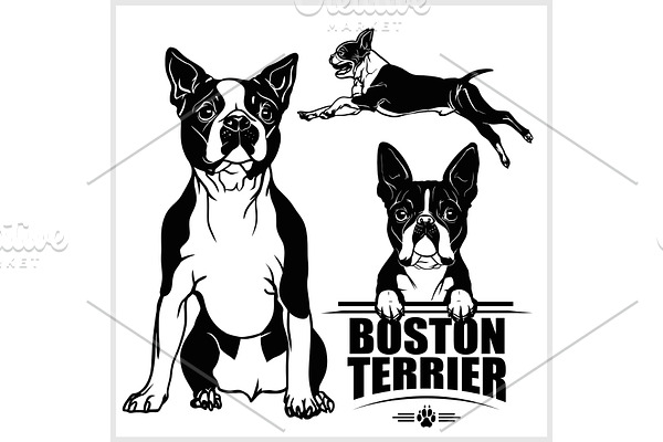 Boston Terrier dog - vector set