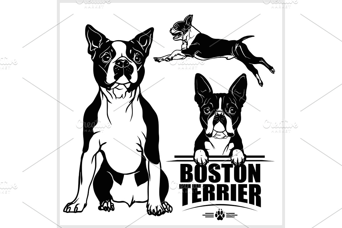 Boston Terrier dog - vector set in Illustrations - product preview 8