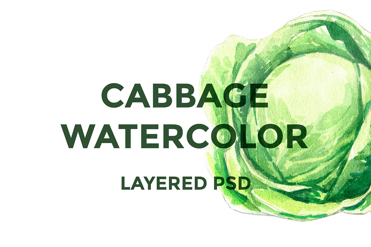 Cabbage watercolor in Illustrations - product preview 8