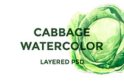 Cabbage watercolor