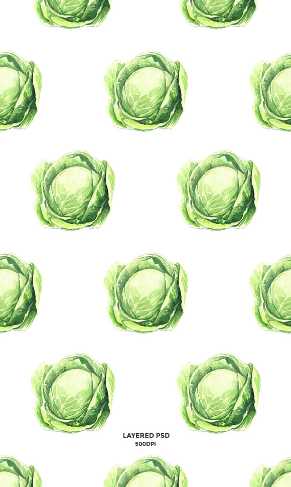 Cabbage watercolor in Illustrations - product preview 1
