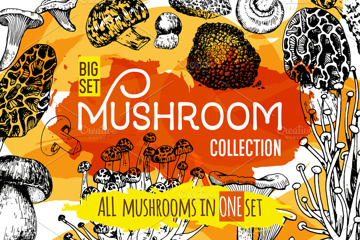 Mushrooms. Big set. 84 objects in Illustrations - product preview 8