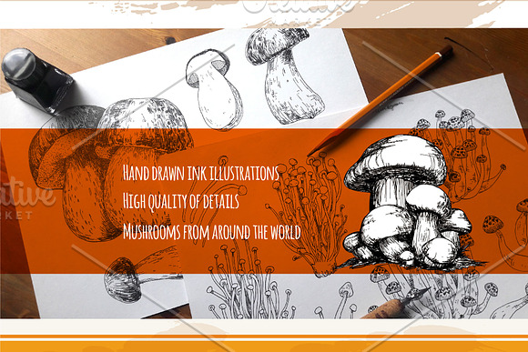 Mushrooms. Big set. 84 objects in Illustrations - product preview 1