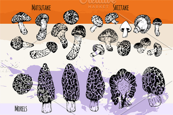 Mushrooms. Big set. 84 objects in Illustrations - product preview 3
