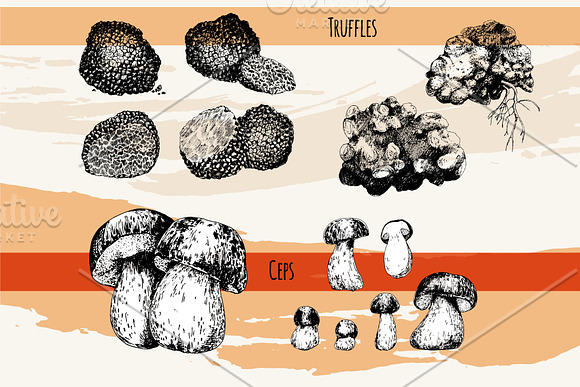 Mushrooms. Big set. 84 objects in Illustrations - product preview 5