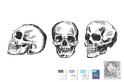 Human skull in different position