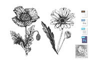 Wildflowers set with poppy,chamomile