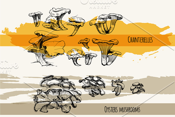 Mushrooms. Big set. 84 objects in Illustrations - product preview 7
