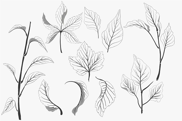 Botanical vector elements in Objects - product preview 2