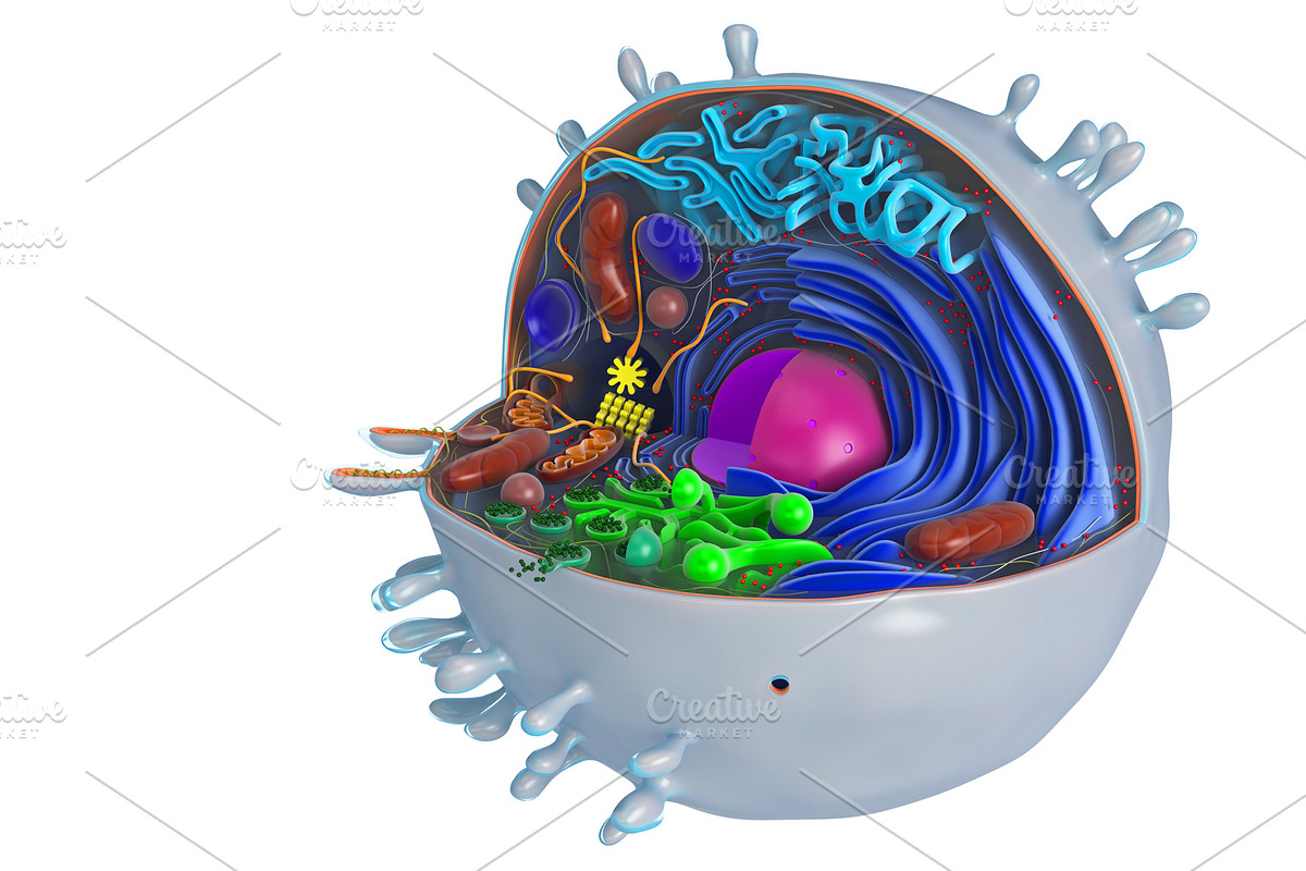 Animal cell in section, multi in Objects - product preview 8