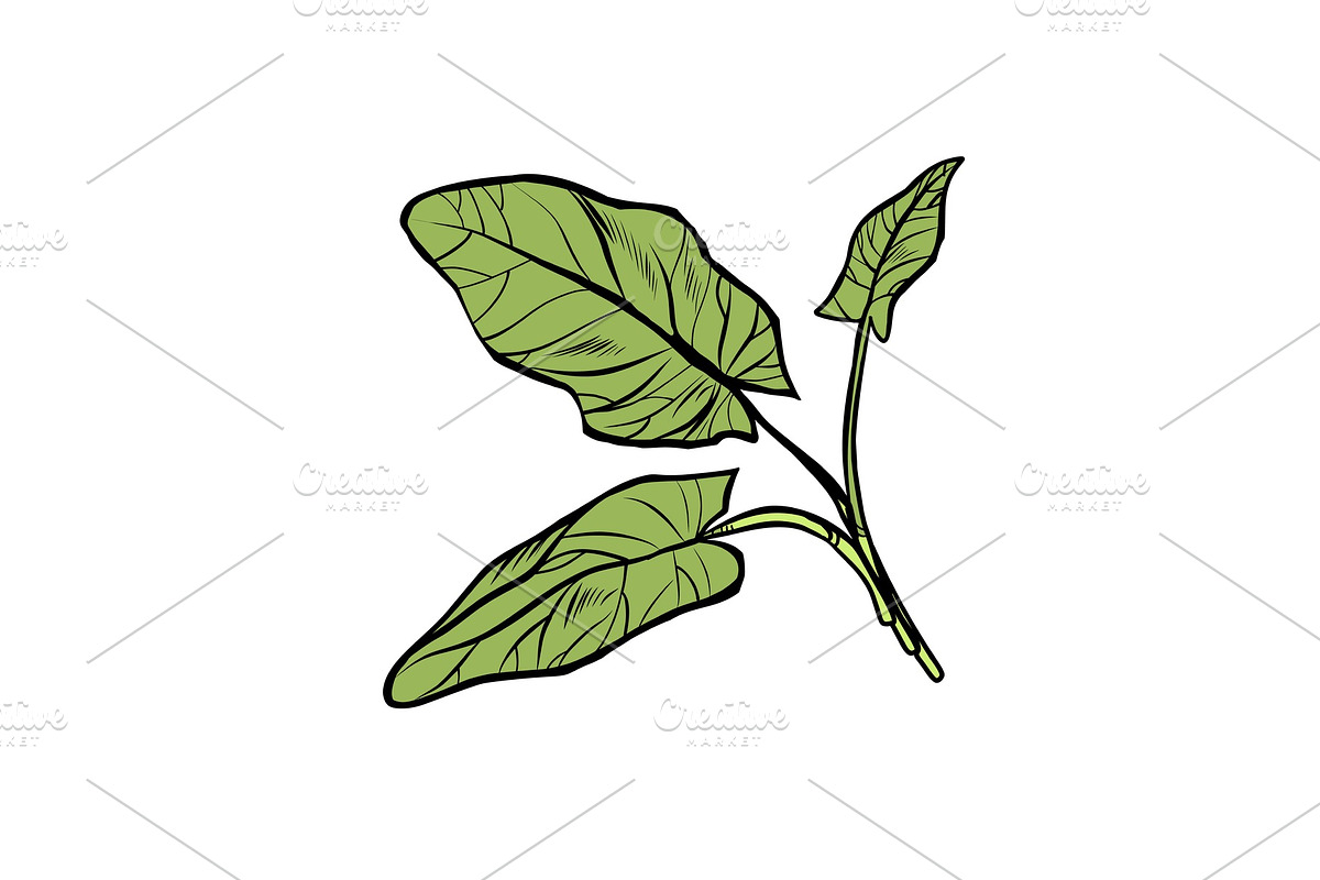 sorrel, garden of culinary plants in Illustrations - product preview 8