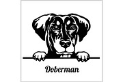 Doberman - Peeking Dogs - breed face