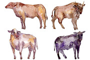Farm animals:bull Watercolor png