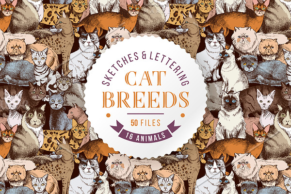 Cat breeds - sketches & lettering