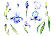 Irises blue Summer sky watercolor