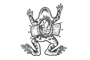 Dissected frog sketch engraving