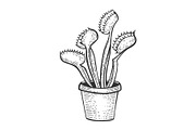 Venus flytrap plant sketch vector