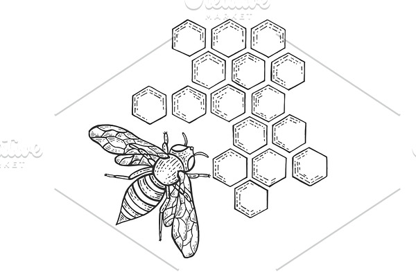 Bee insect and honeycomb sketch
