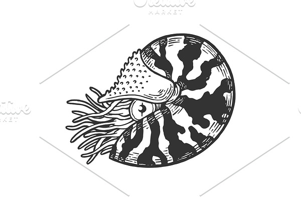 Nautilus sea animal engraving vector
