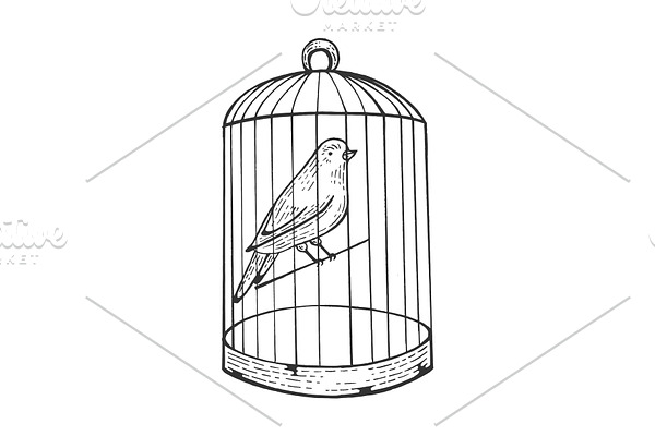 Canary bird in cage engraving vector
