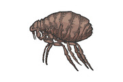 Flea insect parasite color sketch
