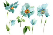 Turquoise poppy Watercolor png