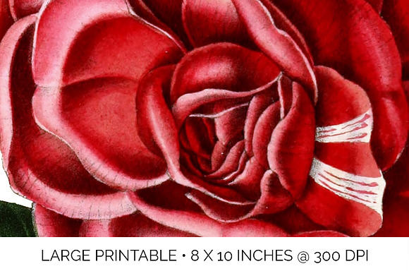 Centifolia Japanese Camellia Vintage in Illustrations - product preview 4