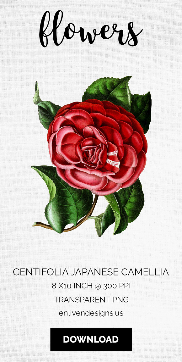 Centifolia Japanese Camellia Vintage in Illustrations - product preview 9