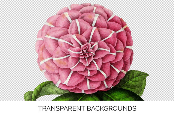 Camellia Pink Flowers in Illustrations - product preview 3