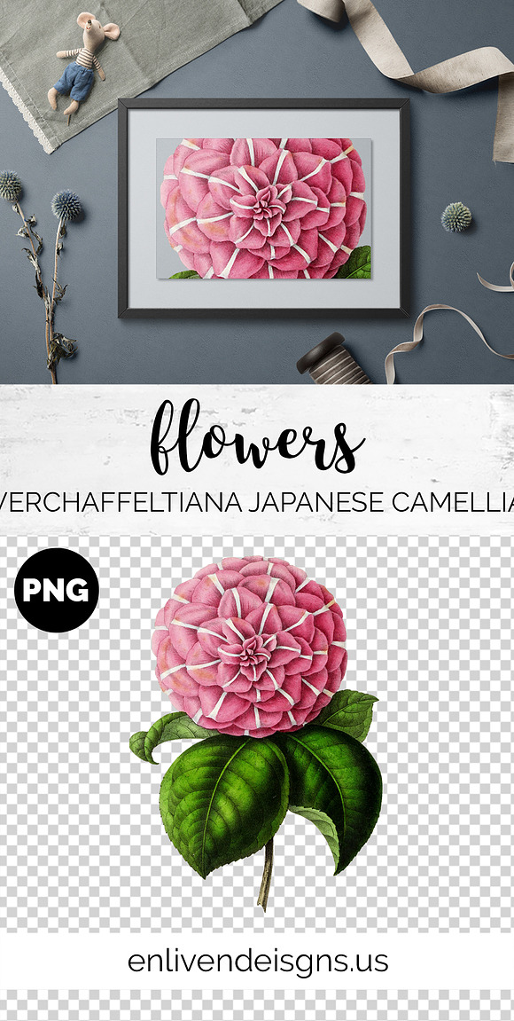 Camellia Pink Flowers in Illustrations - product preview 9