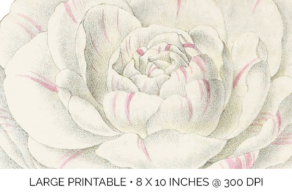 Leda Alba Japanese Camellia Vintage in Illustrations - product preview 3