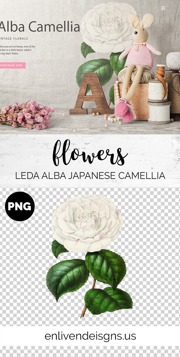 Leda Alba Japanese Camellia Vintage in Illustrations - product preview 6