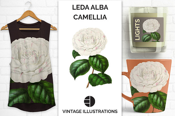 Leda Alba Japanese Camellia Vintage in Illustrations - product preview 7