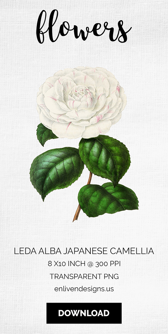 Leda Alba Japanese Camellia Vintage in Illustrations - product preview 8