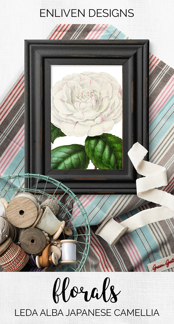 Leda Alba Japanese Camellia Vintage in Illustrations - product preview 9