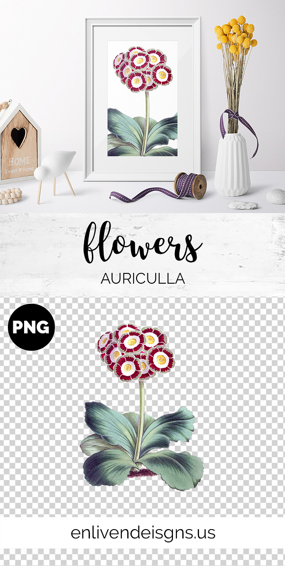Auriculla Vintage Flower in Illustrations - product preview 7