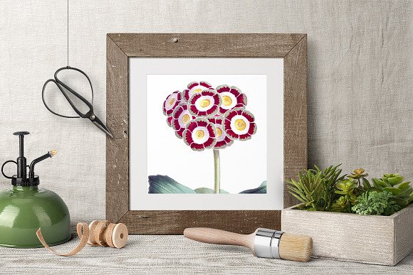Auriculla Vintage Flower in Illustrations - product preview 8