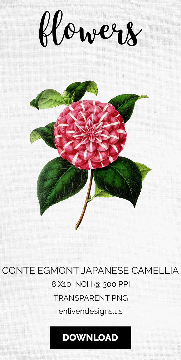 Camellia Pink Flowers in Illustrations - product preview 6