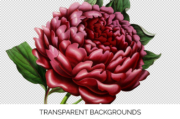 Peony Clipart Red Flowers in Illustrations - product preview 2