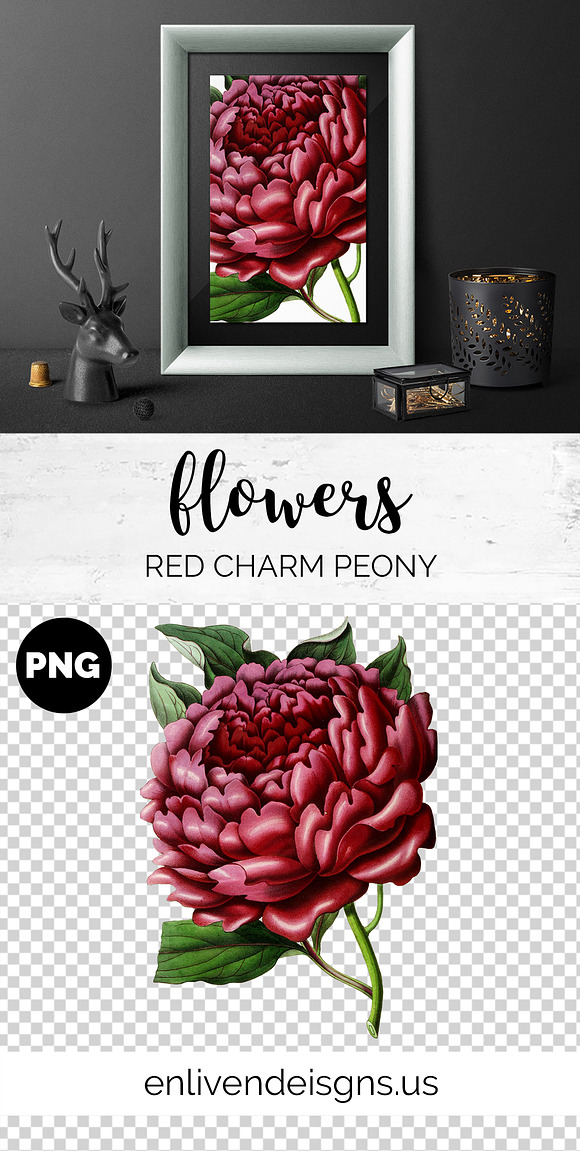 Peony Clipart Red Flowers in Illustrations - product preview 3