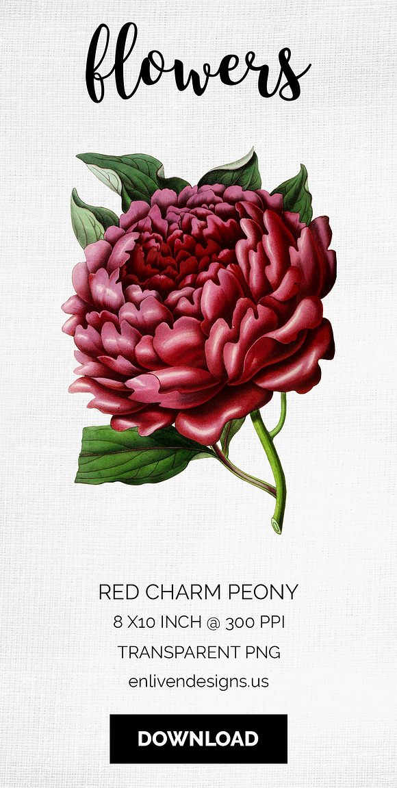 Peony Clipart Red Flowers in Illustrations - product preview 8
