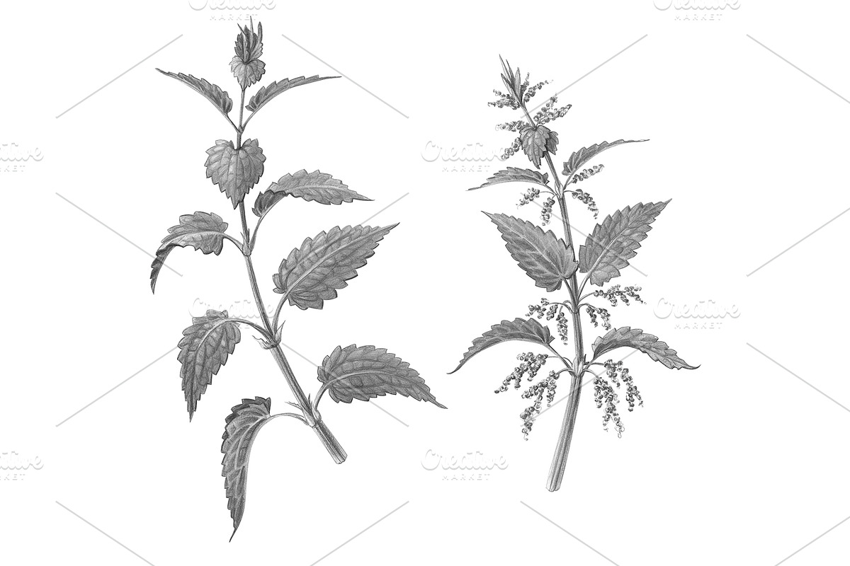 Nettle Pencil Illustration Isolated in Illustrations - product preview 8