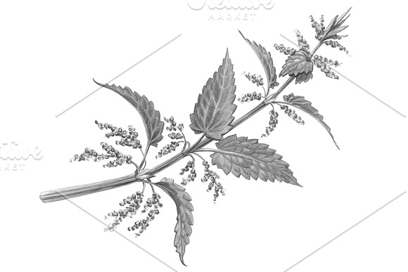 Nettle Pencil Illustration Isolated in Illustrations - product preview 2