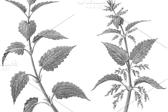 Nettle Pencil Illustration Isolated in Illustrations - product preview 3