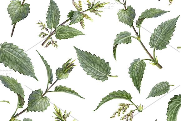 Nettle Pencil Drawing Pattern in Patterns - product preview 2